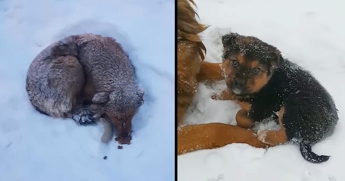 Her Whole Life is Sad, Living Hard And Giving Birth Under The Cold Snow