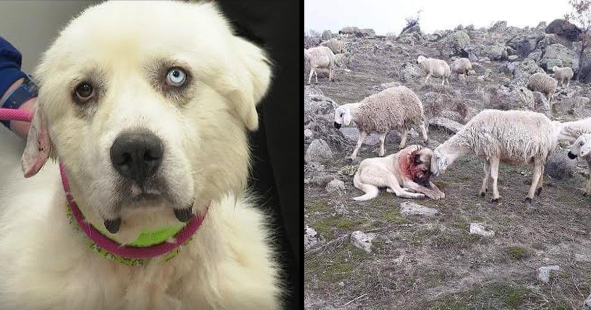 Heroic Herding Dog Fights Off 11 Coyotes To Save His Flock Of Sheep