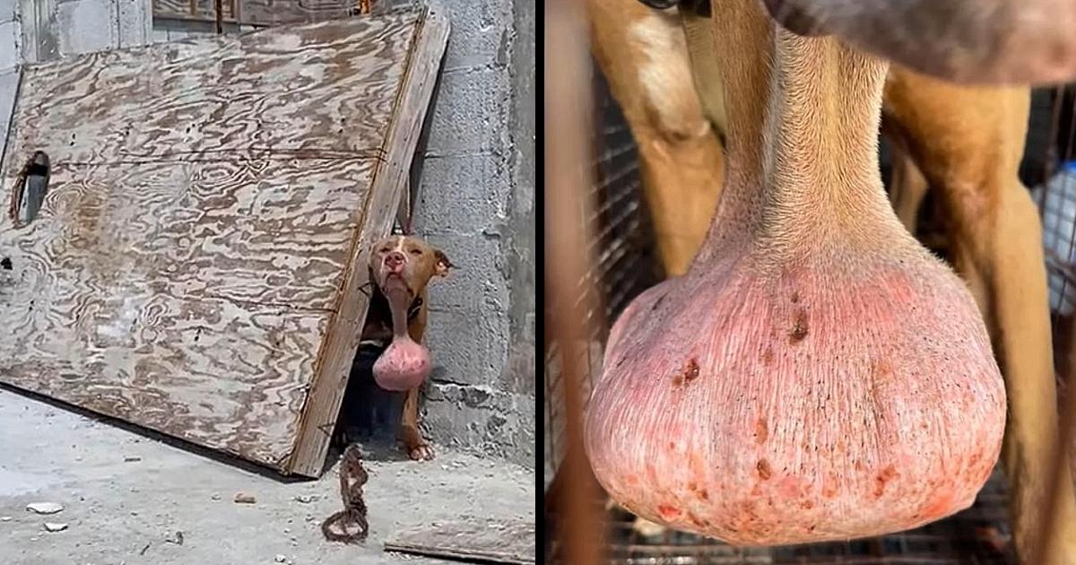 Hiding Behind A Construction Site With Massive Tumor On Neck