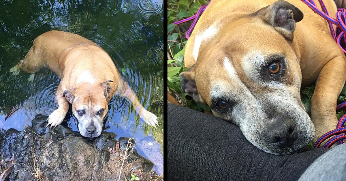 Hikers Find Drowning Paralyzed Dog, Carry Her Over 3-Miles To Safety