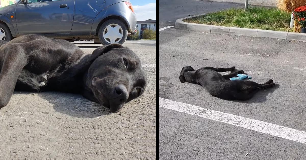 Homeless Dog & Her Puppy Too Hopeless to Even Ask For Help