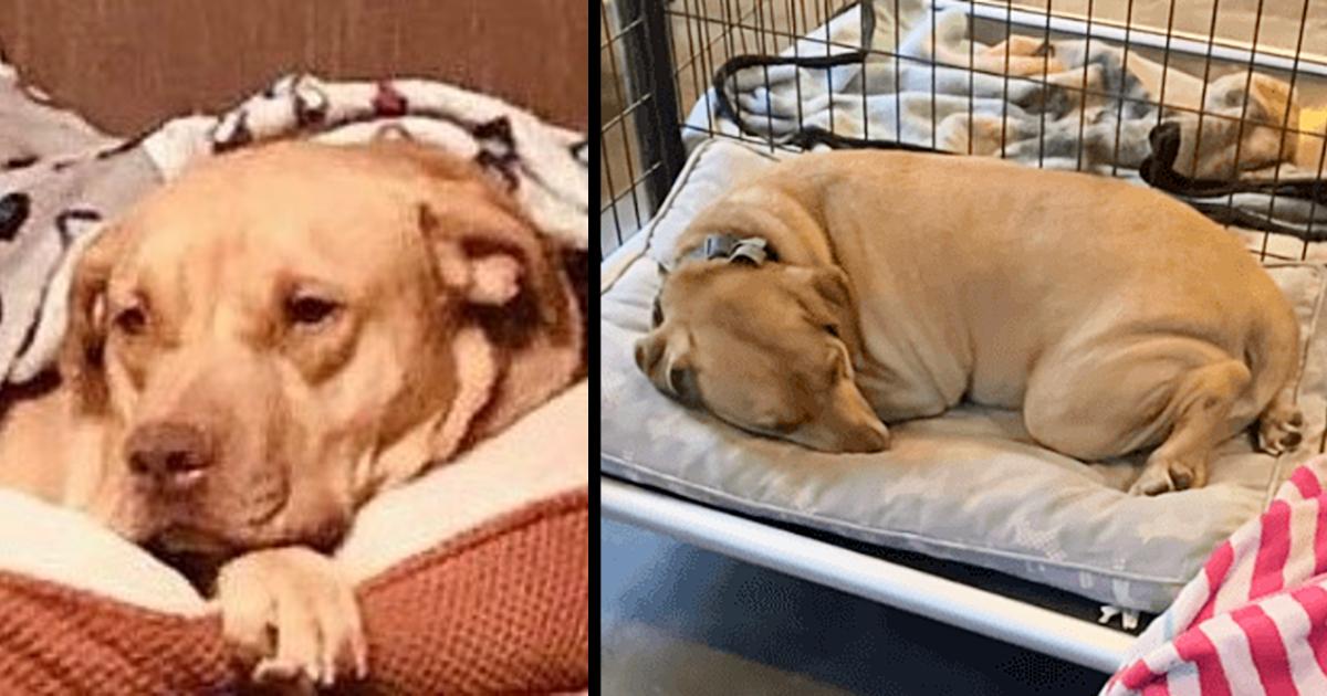 Homeless dog too sad to raise his head for dinner after 5 years at shelter
