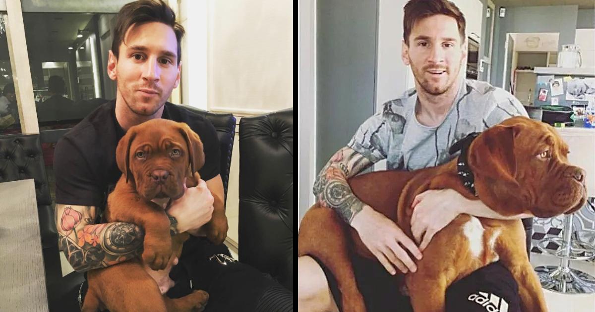 Hulk, the dog that Messi received as a gift from his wife Antonela, is the most pampered of the family