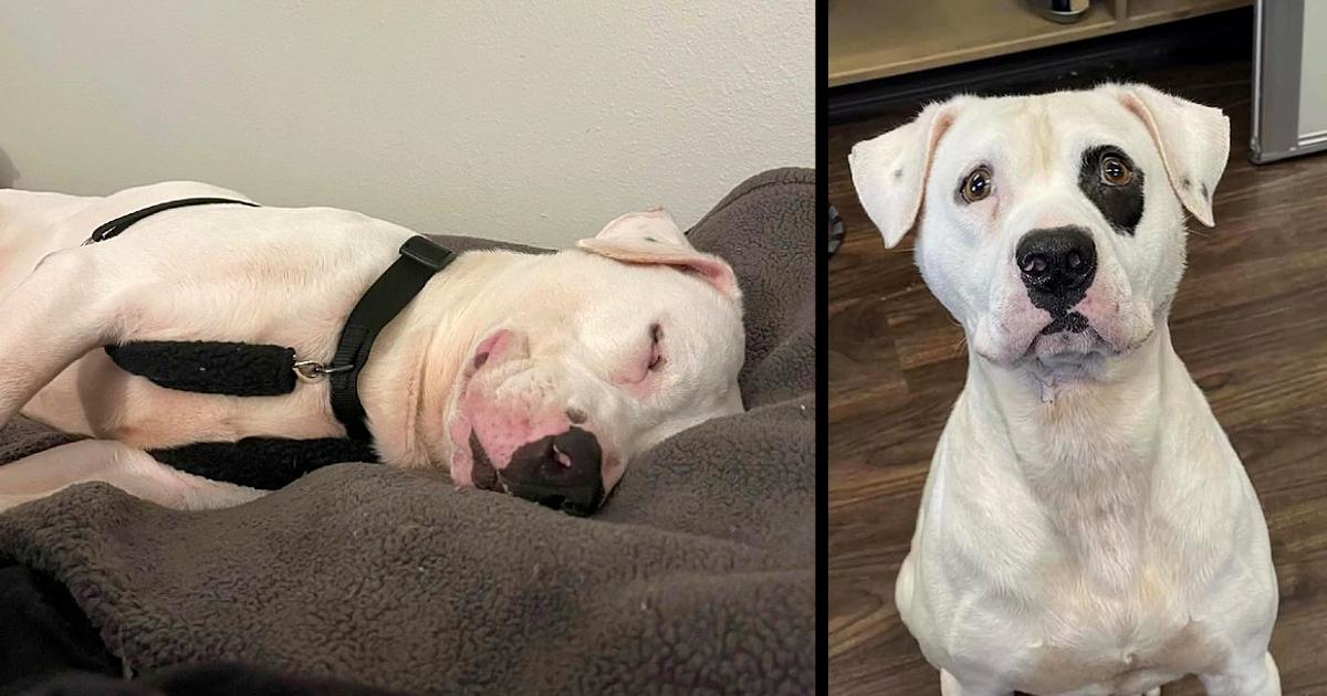 Longest shelter resident falls asleep smiling when he finally finds a family