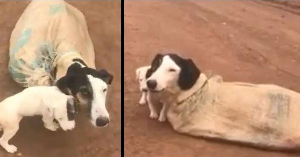 Mama Dog and Her puppies Left Tied Up in a Sacƙ Rescued from the Middle of Nowhere