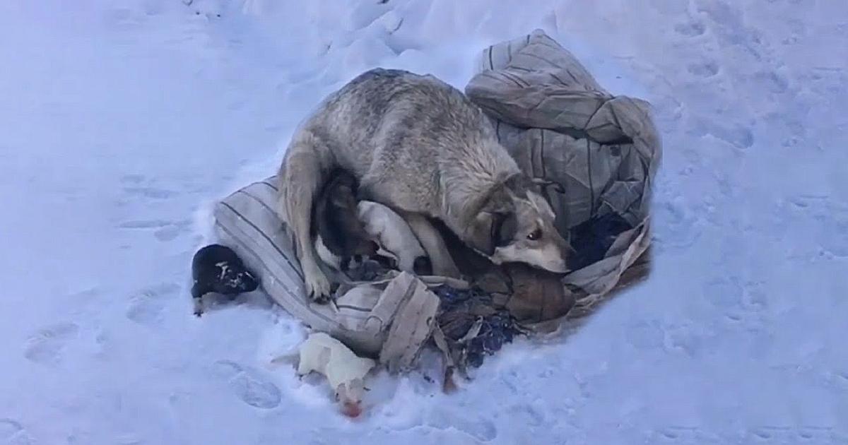 Mama Dog is Crying, Begging to Be Saved After Giving Birth to 10 Puppies in The Cold Snow