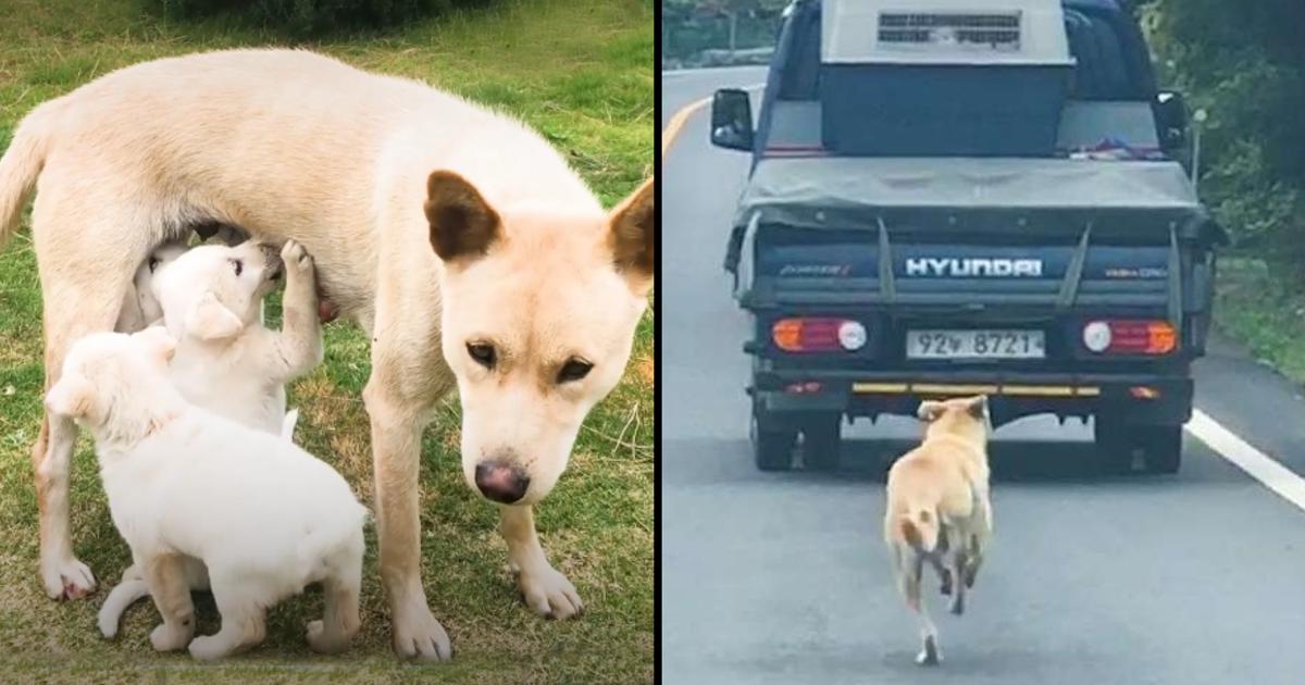 Mama Dog Melts 26M Hearts Chasing After Truck With Her Rescued Babies