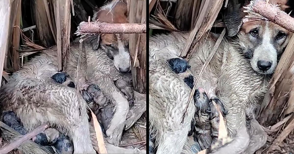 Mamma Dog is fighting With all Her Strength to Keep Her Babies Alive And No One Helps Her
