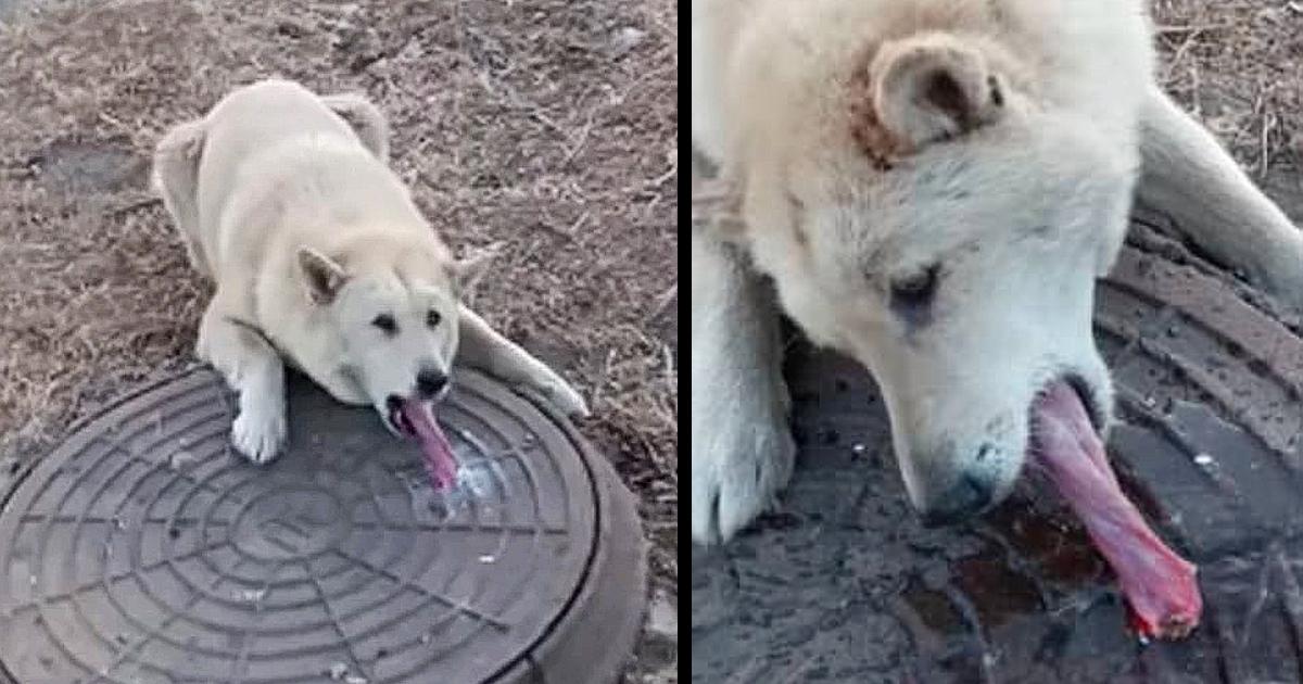 Man Finds Helpless Dog With His Tongue Frozen And Stuck In Sewer