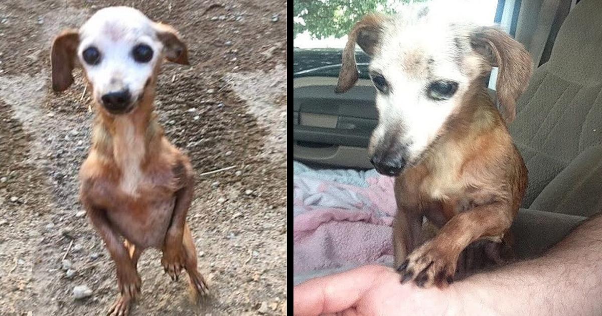 Man Rescues Old Dog From Freeway, But His Wife Tells Him They Can’t Keep It