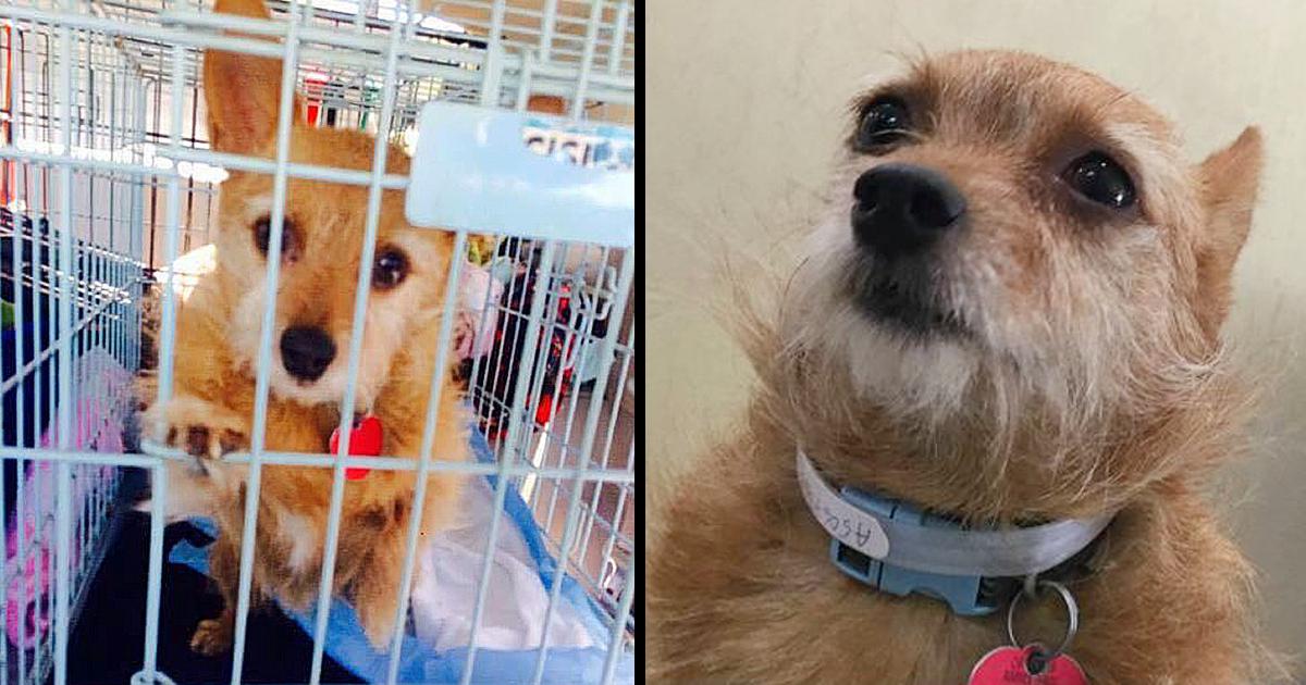 Man Returns To The Shelter For One Of His Dogs And Leaves Another Behind With No Remorse