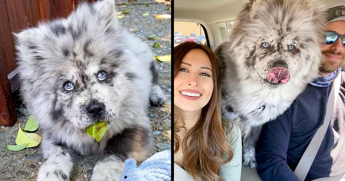 Meet Famous Puppy ‘Oreo Cloud’ Who Now Becomes A Gorgeous Fluffy 85-Pound Dog