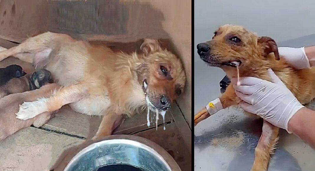 Mother Dog Got Poisoned, But Spend Last Energy Lifting Her Head Beg To Save Her Puppies