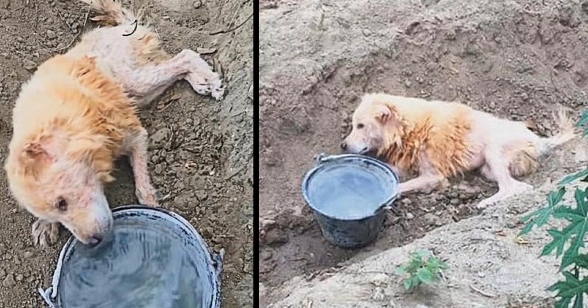 My Owner Abandoned Me Cruelly In Ditch He Thought I’m Not Useful Anymore But I Refused To Die