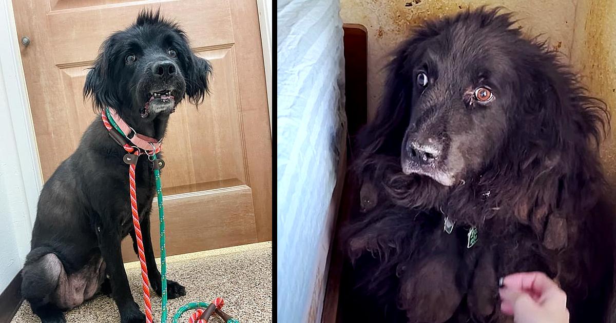 Neglected dog spent six years stuck in a corner until someone finally saved her