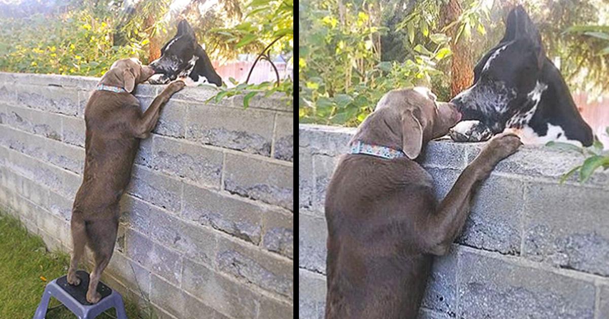 Neighbors put up step stool for dog so he can see his Great Dane friends