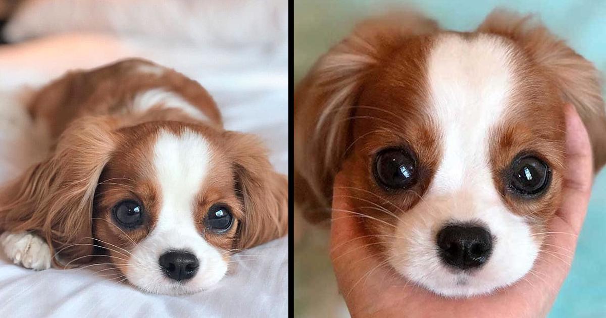 Nobody Believes This Adorable Tiny Puppy Is Already 2 Years Old And Fully Grown