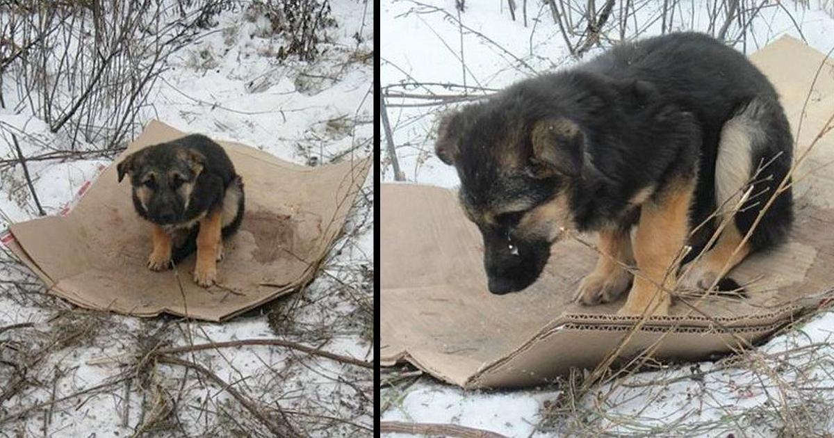 Now for a puppy, a house is a piece of cardboard in the snow.