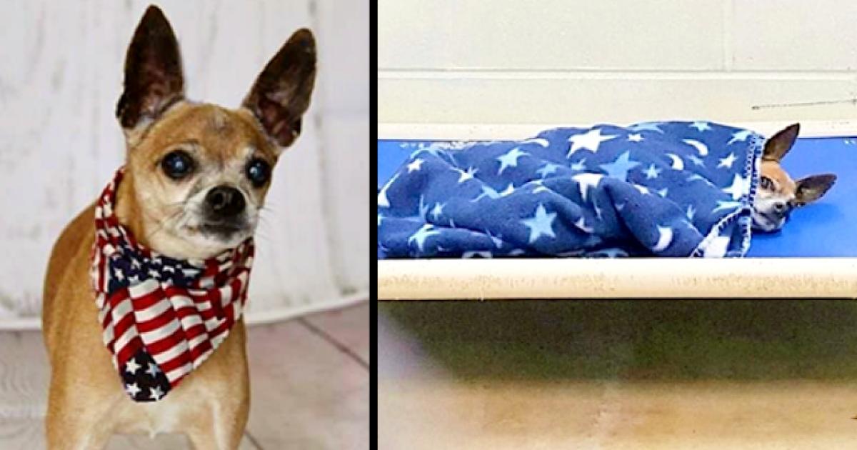 Old Dog Left At Shelter After Owner Died – Tucks Himself In & Cries Every Night