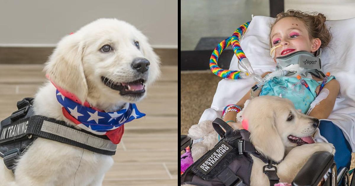 Paralyzed 6-Year-Old Meets Her Future Golden Retriever Service Dog and Bonds with Pup Instantly