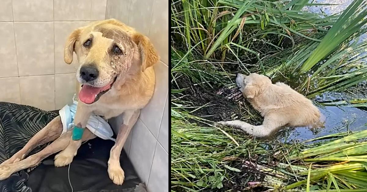 Paralyzed And Badly Injured Dog Stuck In The River, Cried A Lot Of Gratitude After Rescue