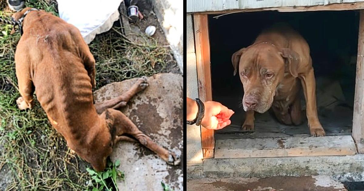 Paralyzed Dog Braνely Crawls Out From Under Abandoned Home into Rescuer’s Awaiting Arms
