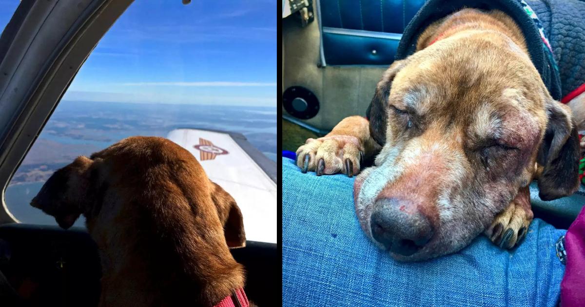 Pilot flies terminal shelter dog 400 miles to spend her last days with a loving family.