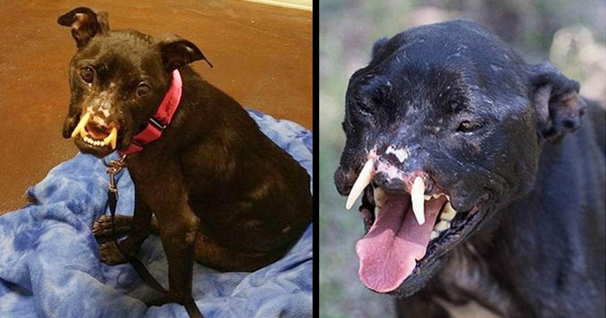 Pit Bull With Disfigurement Dumped In Garden Tells You She Deserves To Be Saved