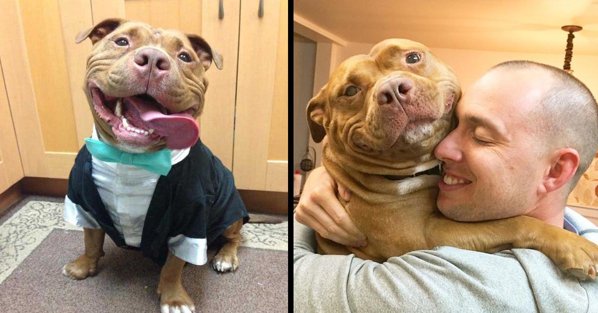 Pitbull thanks his family with all kinds of smiles every day for adopting him