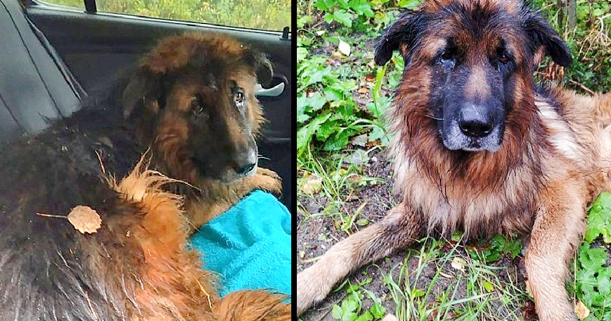Poisoned & Buried Alive by Owner, Dog Tries to Escape and Screams for Help in Vain