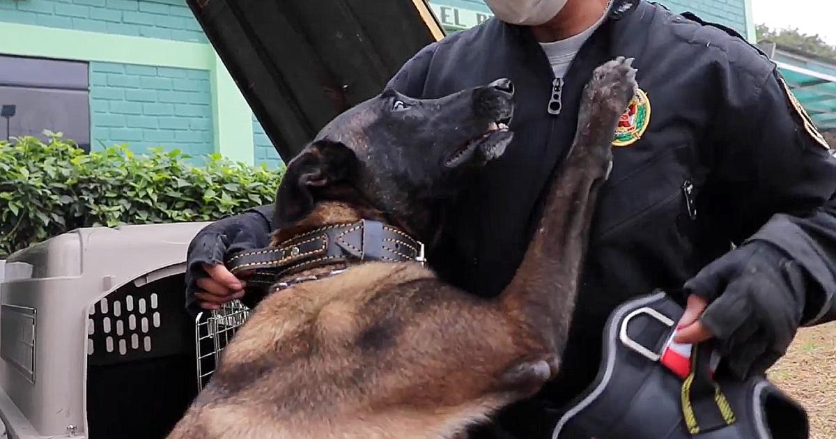 Police dog who protected his partner during a shooting was honored. He put his body