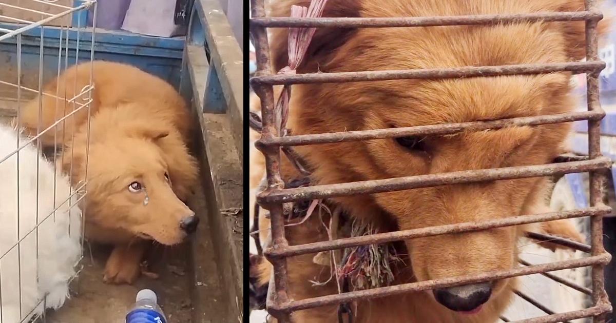 Poor Dog’s Face Is Deformed In Pain By Cage Chained, But Only Can Cry Softly Even Be Rescued