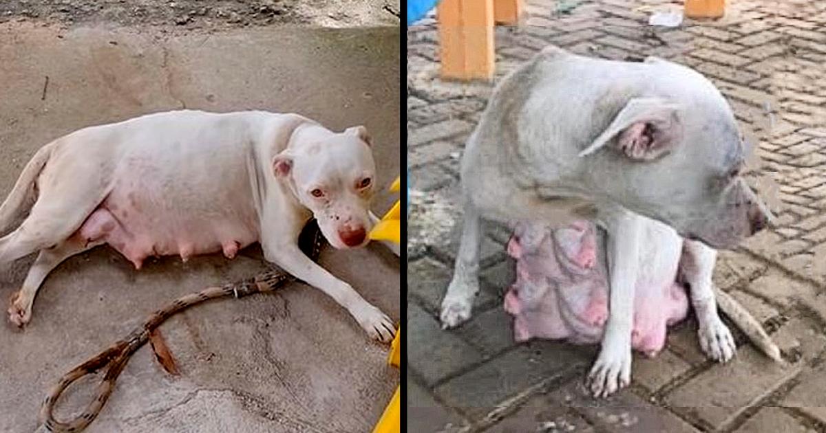 Pregnant Pitbull Almost Giving Birth Cried For Her Puppies in Cold Night After Being Abandoned…