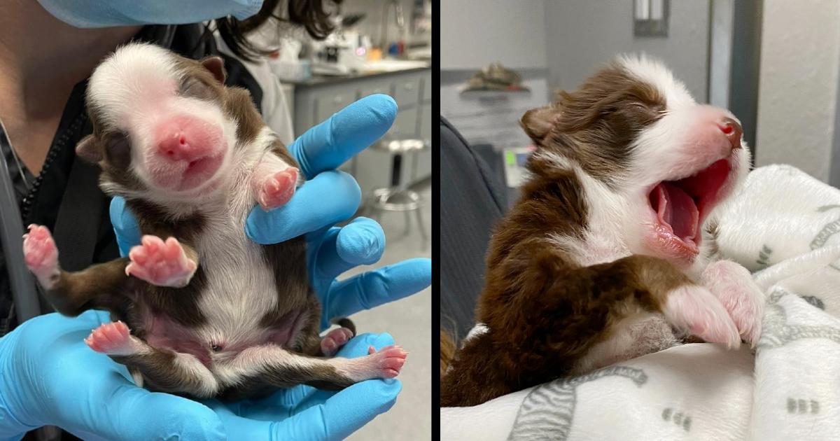Puppy Born With Six Legs And Two Tails Was Rejected By His Own Mom But He Did not Give Up On Life