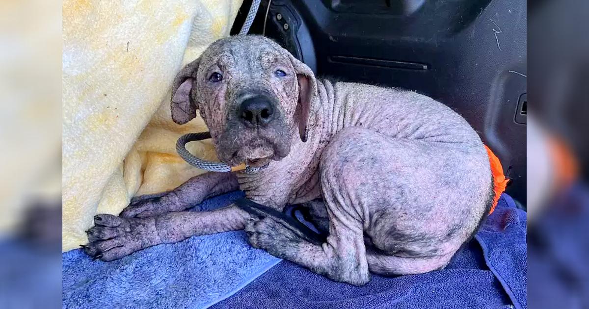 Puppy Found In Graνeyard Has The Best Reactiσn To Seeing His Rescuers Again