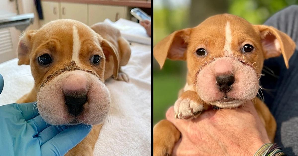 Puppy Recovers From Cuts To The Bone After Someone Hair-Tied Her Muzzle Shut