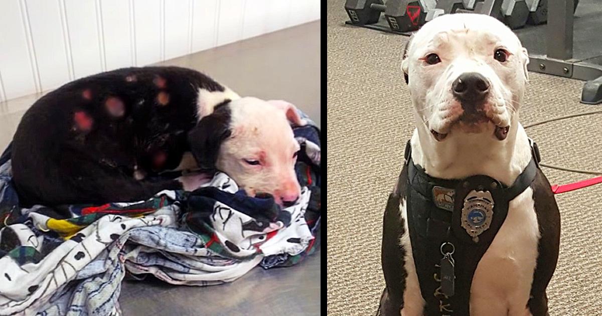 Puppy Saved From Fire Becomes A Firefighter