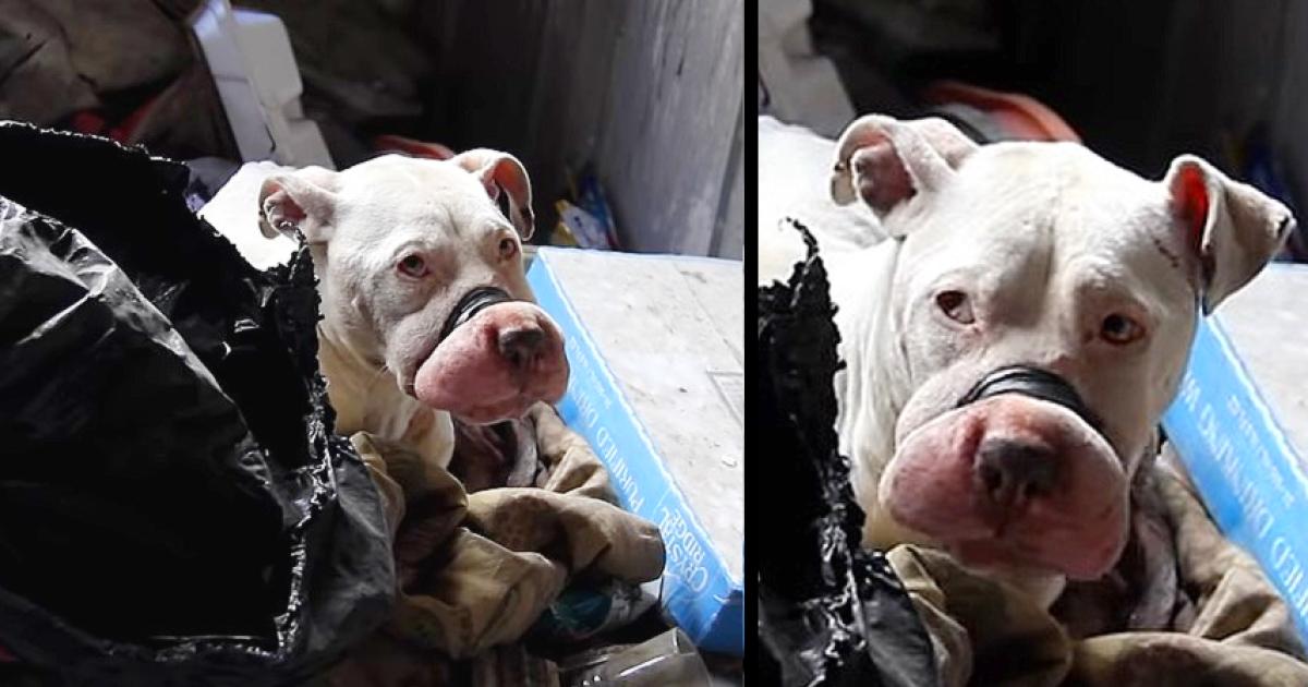 Rare Behind The Scenes Look At Rescuing Bait Dogs (This story made me cry)