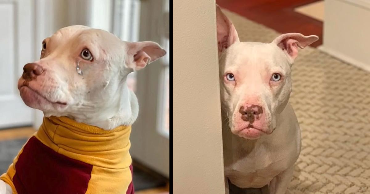 Rehomed Deaf Dog Is Certain She’s Going Back To The Shelter Once Again