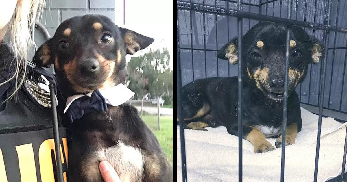 Rescue Canine Surprises Staffers With The Cutest Smile In The World