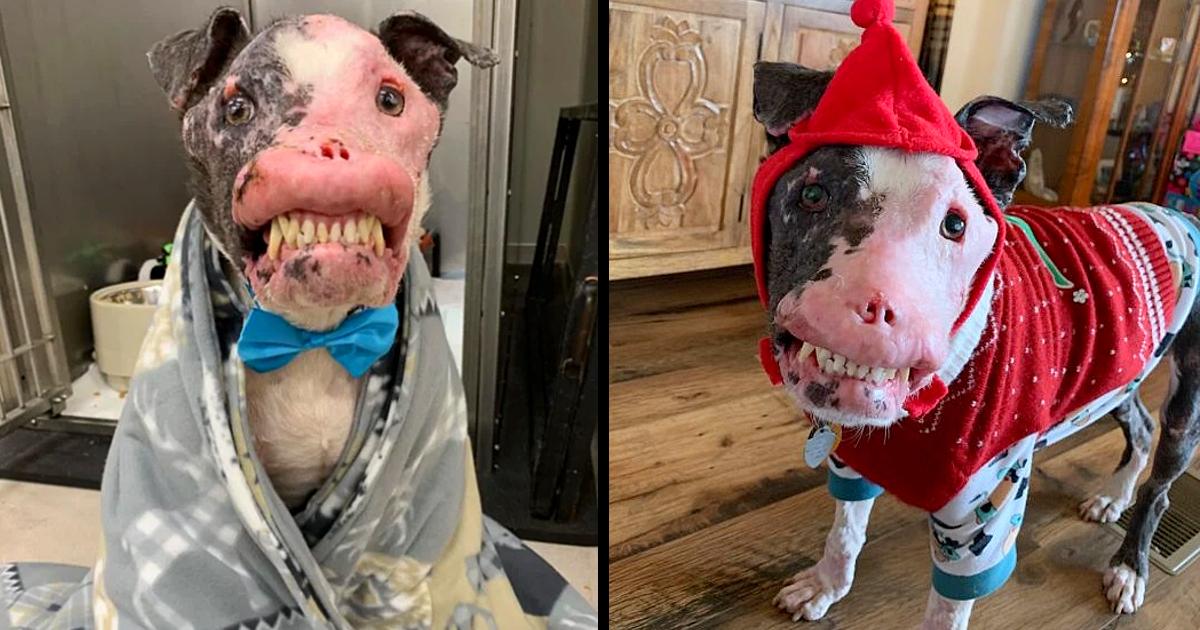 Rescue Dog With Autoimmune Disease Proves Beauty Comes From Within