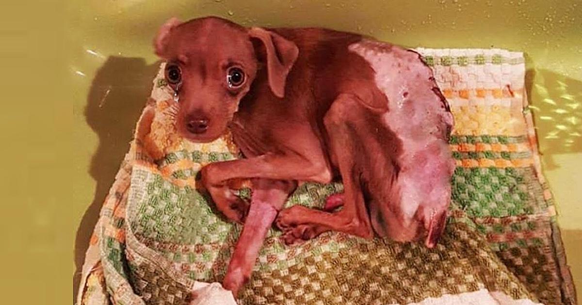 Rescue Paralyzed Puppy 8 Month Old Was Bitten By A Big Dog From A Careless Owner