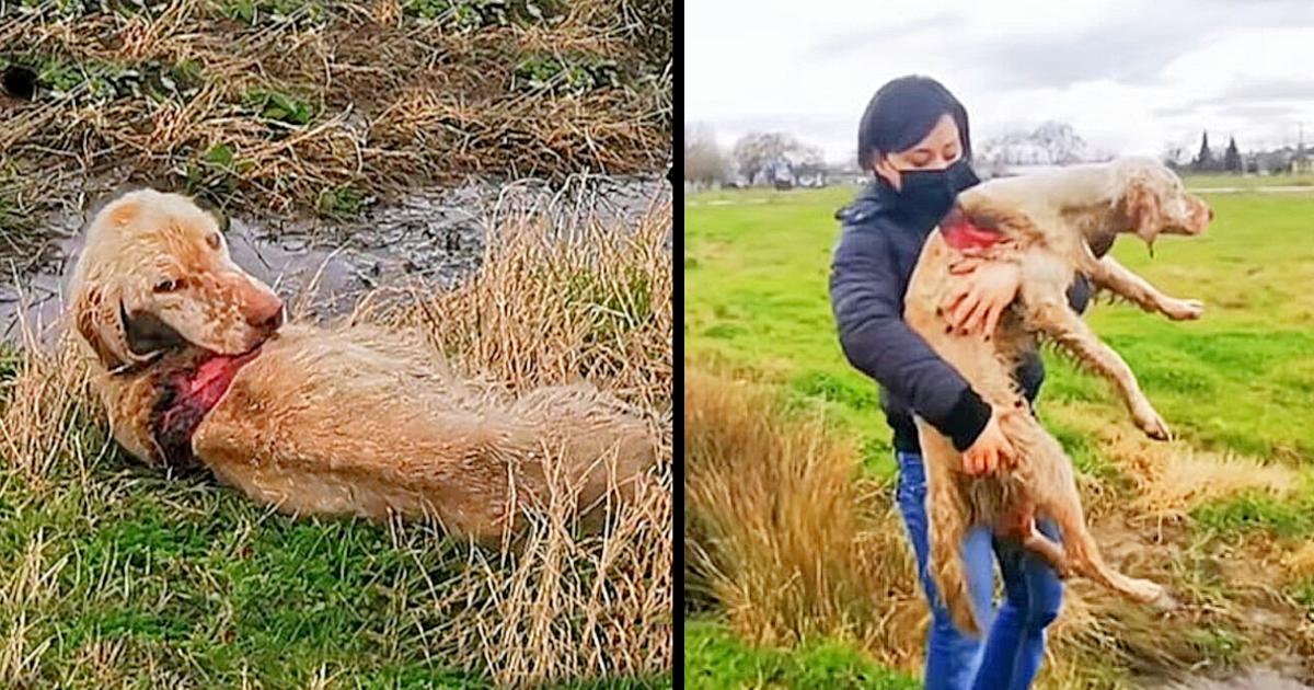 Rescuers find abandoned hunting dog rotting alive in field and become determined to save her