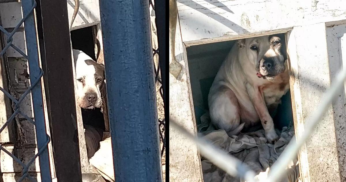 Scared Dog Hid In Doghouse After Her Family Moved Away Without Him
