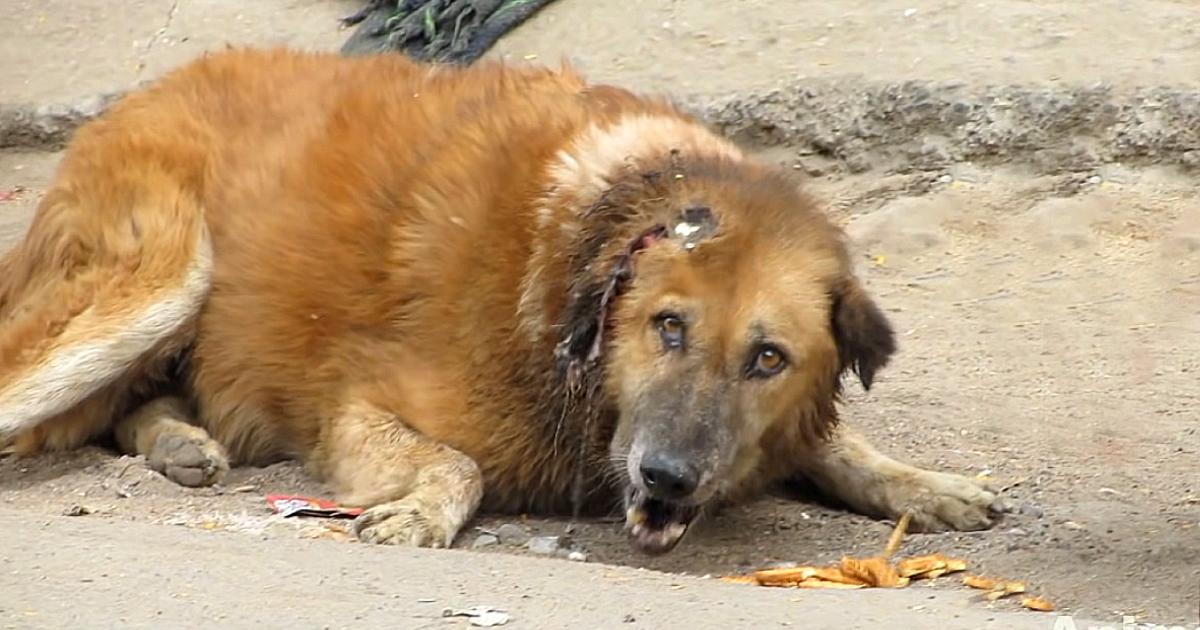Senior Dog Lay Crying For Help For Days, But Nobody Came Forward To Help Him.