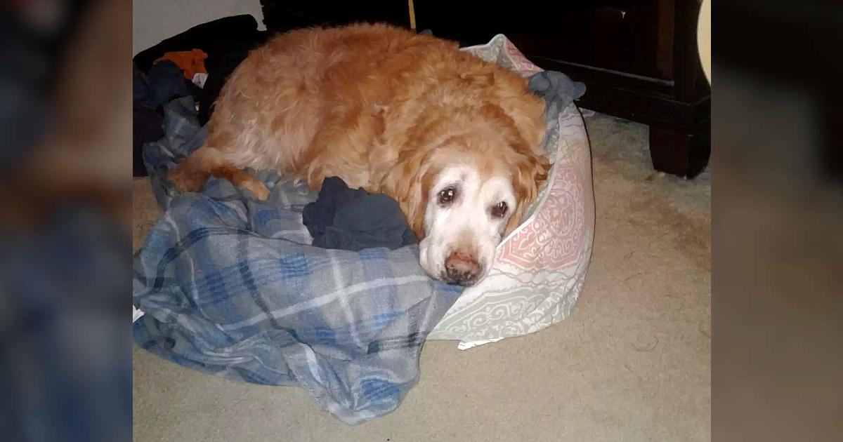 Senior Dog Who Can’t Climb Onto Bed Anymore Sleeps With Dad’s Shirt Instead