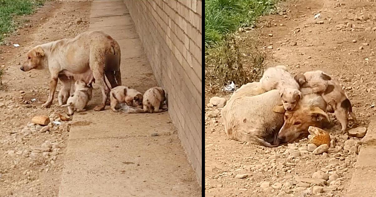 She suffered in long time without help try to feed her puppies for survived until she can’t