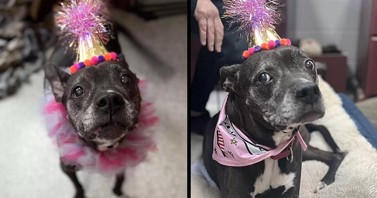 Shelter Throws The Sweetest Surprise Party For Unadoptable Senior Dog