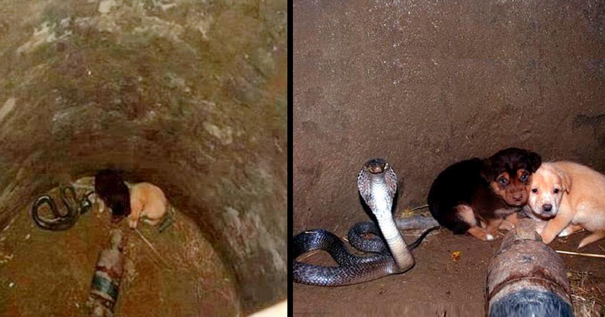 Someone threw puppies into a well, and a poisonous but extremely friendly cobra helped them