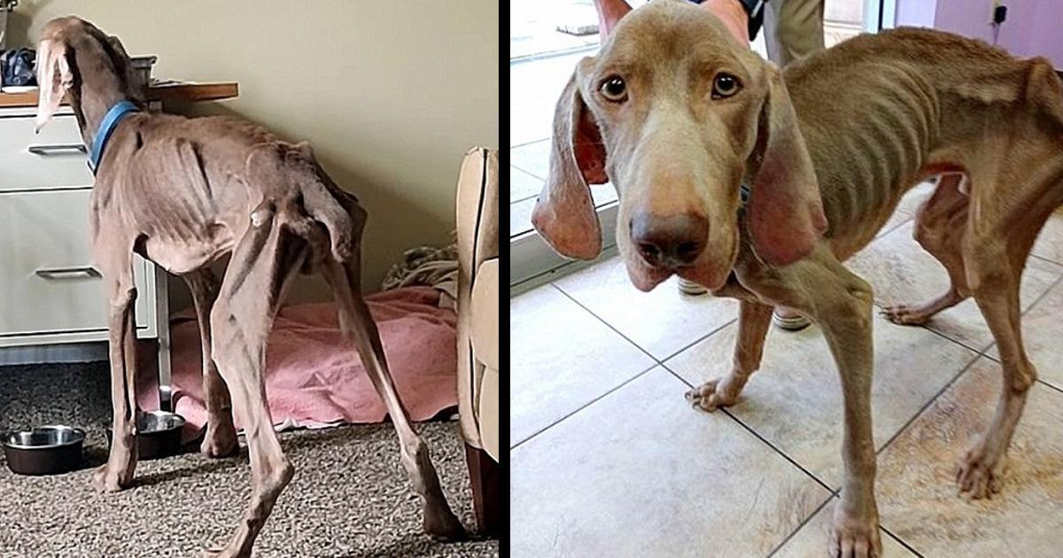 Starved Homeless Dog Wanders The Streets, Becomes A “Bag Of Bones” With No Home
